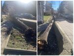 На косъм от трагедия заради паднало дърво в жк „Лазур“ (СНИМКИ)