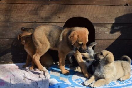 Продължава благотворителната инициатива за подпомагане на приюта за кучета в Бургас