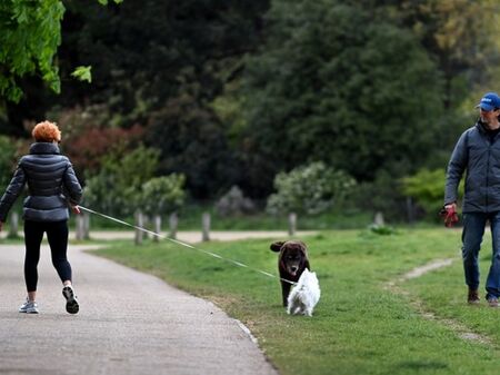 Мистериозна болест поразява кучетата във Великобритания