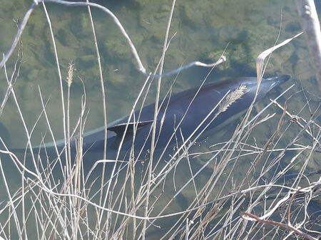 Делфин се заклещи в плитките води край Ченгене скеле в Бургас (ОБНОВЕНА)