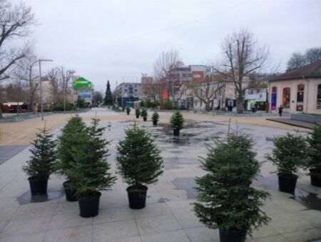 Отлага се засаждането на коледната горичка в Бургас