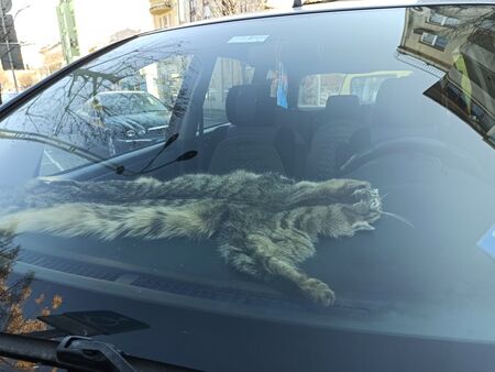 Бургазлия опъна кожата на котка на таблото на Тойота си