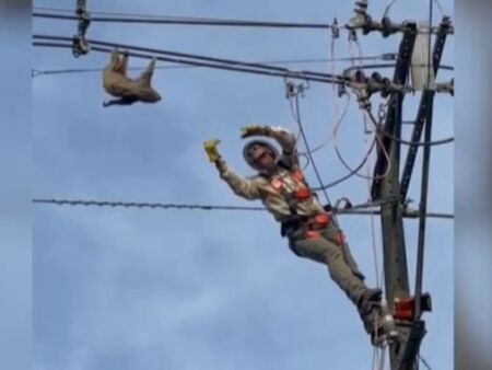 Спасиха ленивец от електрически стълб