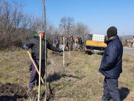 Община Поморие започна акция по пролетно засаждане на дървета и храсти
