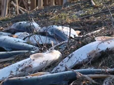 20 тона мъртва риба е извадена от язовир "Засмяно"