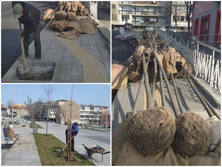 Започна пролетното засаждане на дръвчета в Царево