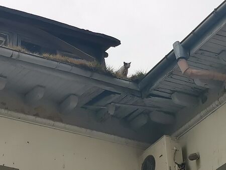 Помощ! Котка бедства на покрива на Военна болница в Бургас