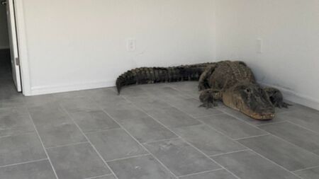 Откриха 4-метров алигатор в новострояща къща