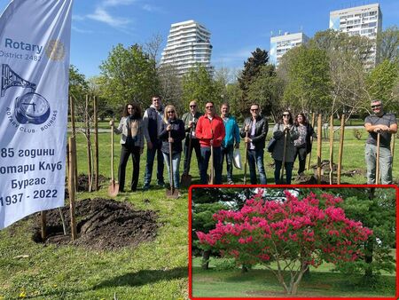 Ротари Клуб Бургас засади люлякова горичка в Приморския парк