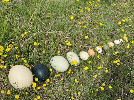 В ЗооБургас събраха уникална колекция от яйца на екзотични птици