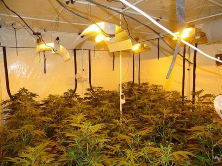 Полицаи нахлуха в дома на мъж от Бургас, отриха мини ферма за марихуана