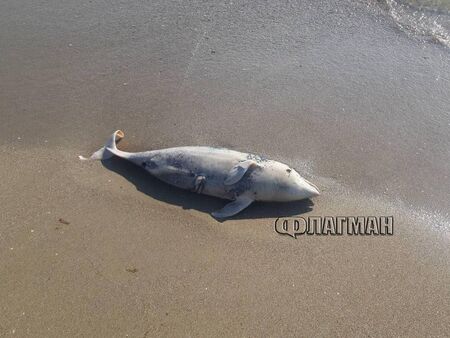 Мъртви делфини на плажа в Бургас