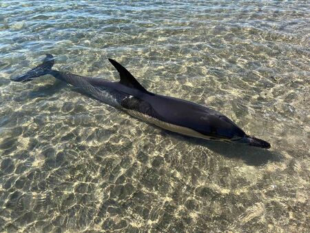Самоубиват ли се делфините край бургаския бряг (ВИДЕО)