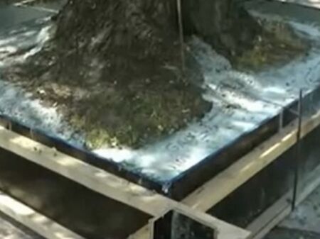 В Русе бетонираха стогодишно дърво, жителите в недоумение