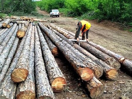 Държавата с още 4500 горски проверки за три дни – ето какво се случи