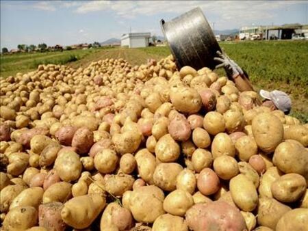 Производители: Българските картофи ще поскъпнат двойно тази година