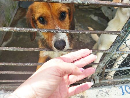 Живот зад решетки: Бургазлии, бъдете причината това куче с тъжни очи да промени съдбата си