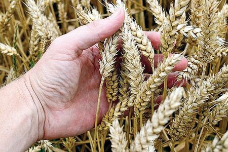 Пшеницата поскъпна до 400 евро за тон