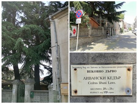 Унищожават два вековни ливански кедъра в апетитен имот в Бургас за нова сграда? (ОБНОВЕНА)