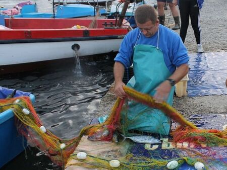 Бургаските рибари не помнят такова чудо, морето завря от сафрид