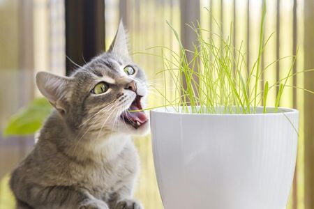 Учени разгадаха „любовта“ на котките към котешката трева