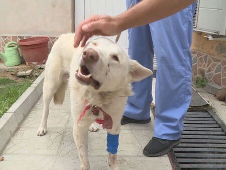 Разследват агресия срещу куче в Русе