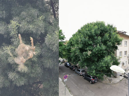 Сигнал до Флагман: Дърво в центъра на Бургас е нападнато от гъсеници