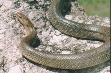 Змии плъзнаха из страната заради жегите