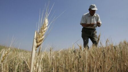 Цените на пшеницата паднаха до нивата отпреди Русия да нападне Украйна