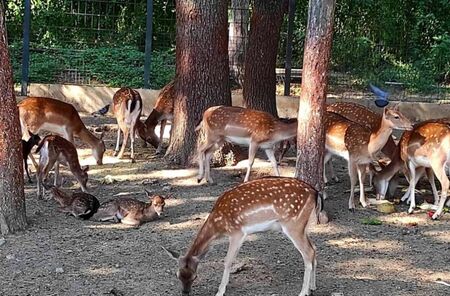 Зоопаркът в Стара Загора стана дом за бебета елени, двойки пауни и кралски фазани (СНИМКИ)