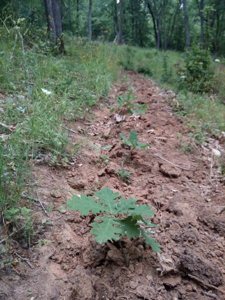ДГС Ново Паничарево полагат ежегодни грижи за отглеждането на три изкуствено засадени горски култури