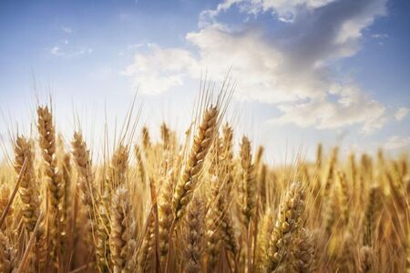 Турция ще купува украинско и руско зърно на по-ниски цени