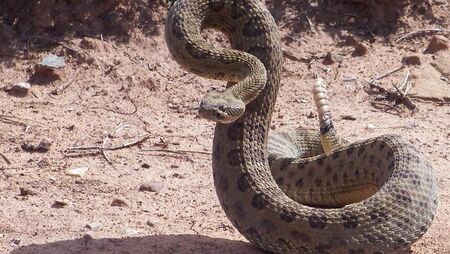 Гърмящите змии - единствените, доволни от климатичните промени