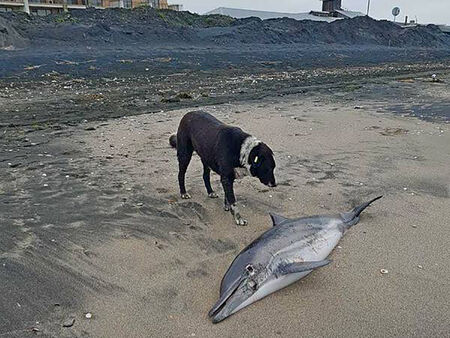 Над 60 мъртви делфина са открити по бреговете ни от началото на годината
