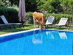 Крава влезе в бутиков хотел в Слънчев бряг, пие вода от басейна
