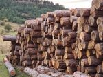 Забраниха износът на дървесина за три месеца