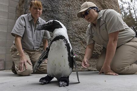 Пингвин от зоопарк в САЩ се сдоби с ортопедични обувки