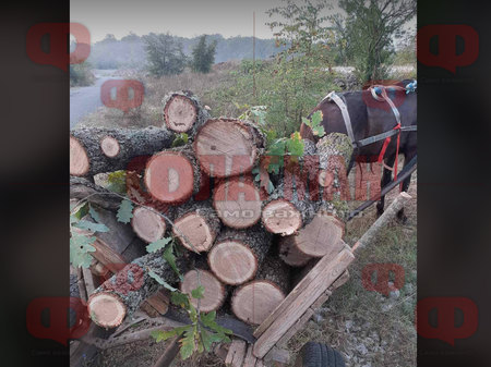 Среднощен екшън край Зидарово: Граничари хванаха ромски керван с контрабандни дърва