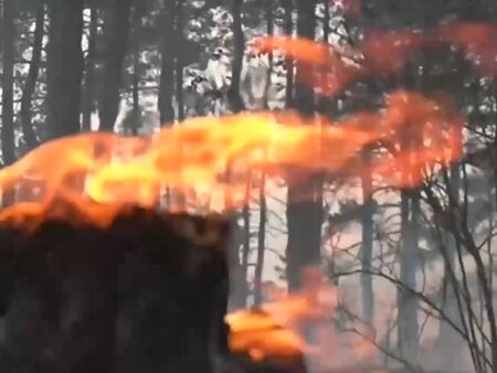 3000 декара гора са унищожени при пожара в Свиленградско