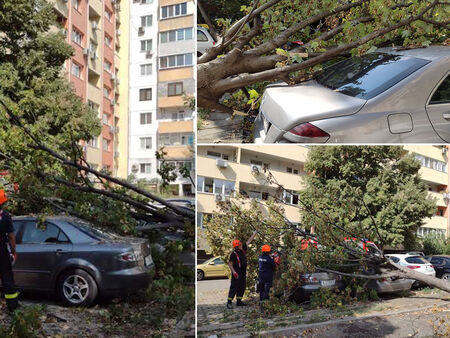 Огромно дърво се стовари върху автомобили на паркинг в Бургас (СНИМКИ)