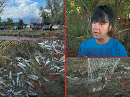 Бой за умряла пъстърва след потопа край Карлово, тъпчат луксозни автомобили с вмирисаната риба