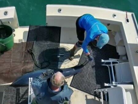 Двама рибари оцеляха като по чудо, след като акула влезе в лодката им