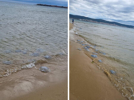 Мощните вълни заради ураганния вятър вчера изхвърлиха на брега в Бургаско хиляди медузи
