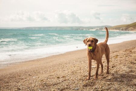 Мъж намери над 100 кг. кокаин докато разхожда кучето си на плажа