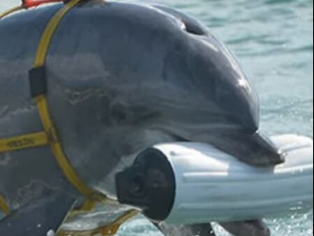 Руската армия охранявала Кримския мост с обучени делфини