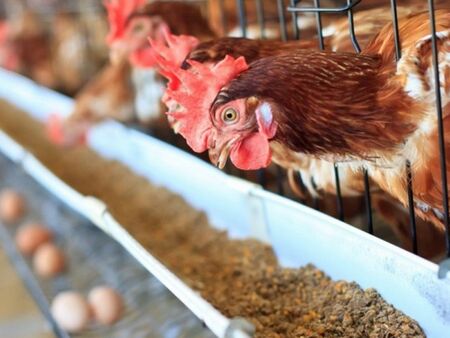 Унищожават 15 000 кокошки в Хасковско заради птичи грип