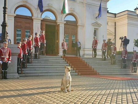 Изборът на парламентарен шеф: трима души в една лодка (без да става дума за кучето)