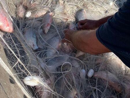 Ударна акция на ИАРА на ез. Вая: Инспектори откриха бракониерски мрежи с 315 кг риба (СНИМКИ)
