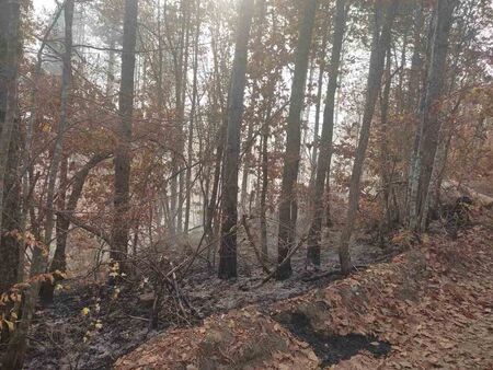 Вижте щетите от горския пожар край село Стоилово, причинен от нелегални мигранти (СНИМКИ)