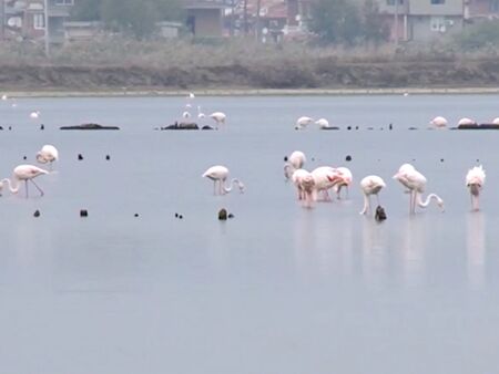 Преди няколко години се брояха на пръстите на едната ръка